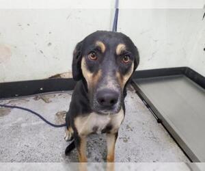 Shepweiller Dogs for adoption in pomona, CA, USA