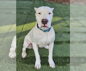 Dogo Argentino Dogs for adoption in Lake elsinore, CA, USA