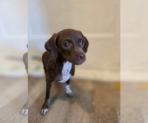 Mutt Dogs for adoption in New London, WI, USA