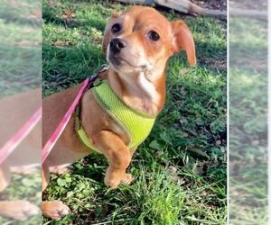 Chiweenie Dogs for adoption in Von Ormy, TX, USA