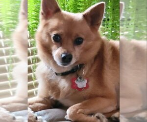 Chiranian Dogs for adoption in Taunton, MA, USA