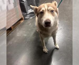 Siberian Husky-Unknown Mix Dogs for adoption in Orange, CA, USA