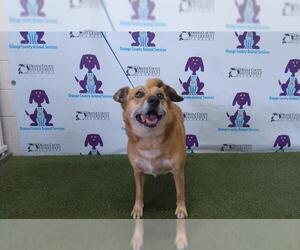Beagle-Chow Chow Mix Dogs for adoption in Orlando, FL, USA