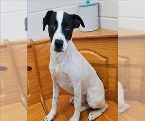 Labrador Retriever-Unknown Mix Dogs for adoption in Grovetown, GA, USA