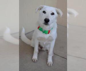 Anatolian Shepherd-Unknown Mix Dogs for adoption in Dallas, TX, USA