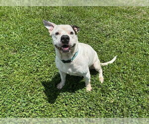 American Pit Bull Terrier Dogs for adoption in Ocala, FL, USA