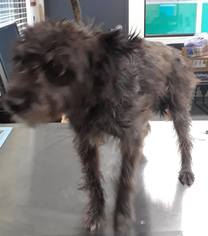 Cairn Terrier Dogs for adoption in Arlington, WA, USA