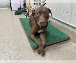 American Staffordshire Terrier-Unknown Mix Dogs for adoption in Grand Prairie, TX, USA