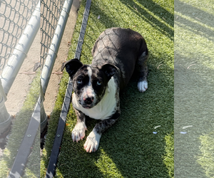 Catahoula Leopard Dog-Unknown Mix Dogs for adoption in Woodbury, NY, USA