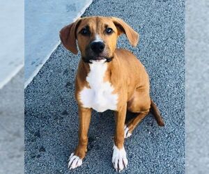 Labbe Dogs for adoption in Pleasanton, TX, USA