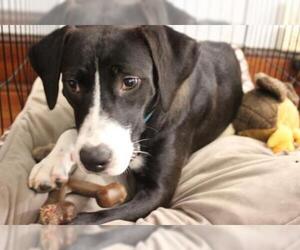 Labrador Retriever-Unknown Mix Dogs for adoption in Baltimore, MD, USA