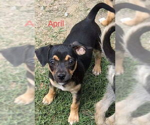 Mutt Dogs for adoption in San Bernardino, CA, USA