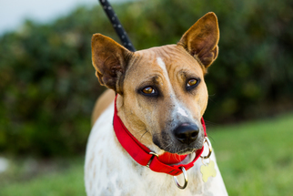 Red Heeler-Thai Ridgeback Mix Dogs for adoption in El Cajon, CA, USA