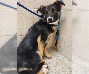 Labrador Retriever-Unknown Mix Dogs for adoption in Conroe, TX, USA