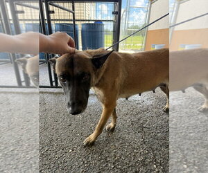 Mutt Dogs for adoption in Imlay City, MI, USA