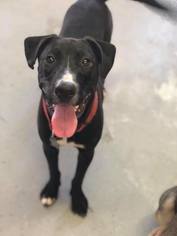 Lab-Pointer Dogs for adoption in Phoenix , AZ, USA