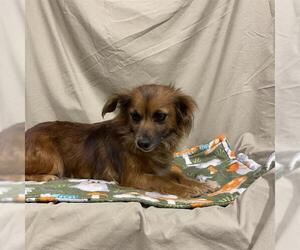 Chihuahua Dogs for adoption in Modesto, CA, USA