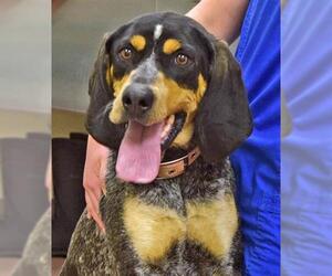 Bluetick Coonhound Dogs for adoption in Ogden, UT, USA
