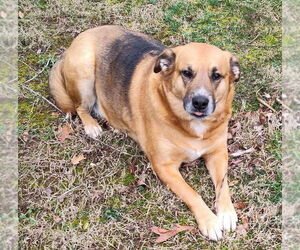 German Shepherd Dog-Unknown Mix Dogs for adoption in Cookeville, TN, USA