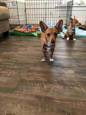 Dorgi Dogs for adoption in Lakewood, CO, USA