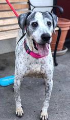 Lab-Pointer Dogs for adoption in Dana Point, CA, USA