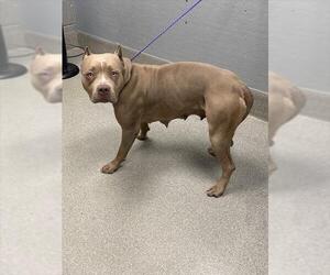 American Pit Bull Terrier-Unknown Mix Dogs for adoption in Las Vegas, NV, USA