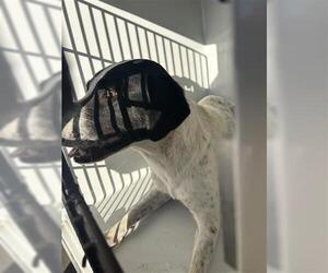 Mutt Dogs for adoption in Houston, TX, USA