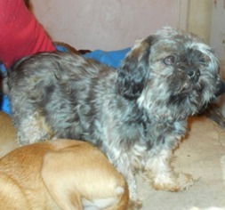 Shih Tzu Dogs for adoption in Albany, OR, USA