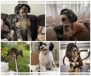 Bernese Mountain Dog-Poodle (Miniature) Mix Dogs for adoption in Valrico, FL, USA