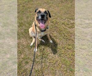 Medium Photo #1 German Shepherd Dog-Unknown Mix Puppy For Sale in Forestville, MD, USA