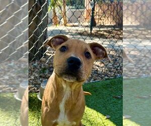 Mutt Dogs for adoption in Hilton Head, SC, USA