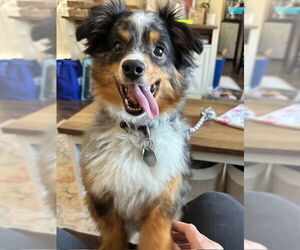 Australian Shepherd-Unknown Mix Dogs for adoption in Farmington, MN, USA