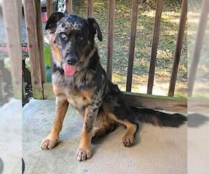 Australian Shepherd-German Shepherd Dog Mix Dogs for adoption in Mount Airy, NC, USA