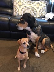 Medium Photo #1 Basset Hound-Chihuahua Mix Puppy For Sale in Fenton, MO, USA