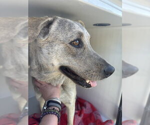 Anatolian Shepherd-Unknown Mix Dogs for adoption in Sanford, FL, USA