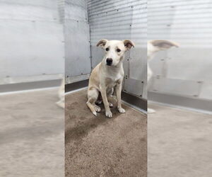 Labrador Retriever Dogs for adoption in San Bernardino, CA, USA