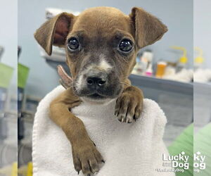Feist Terrier-Unknown Mix Dogs for adoption in Washington, DC, USA