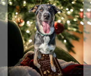 Mutt Dogs for adoption in Vail, AZ, USA