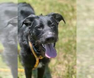 German Wirehaired Pointer Dogs for adoption in Louisville, KY, USA