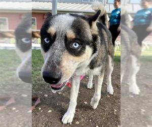Huskies -Unknown Mix Dogs for adoption in San Antonio, TX, USA