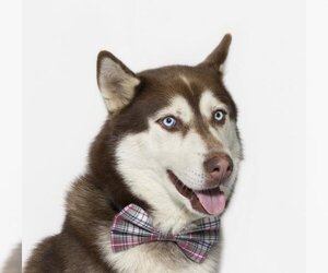 Siberian Husky Dogs for adoption in Santa Maria, CA, USA