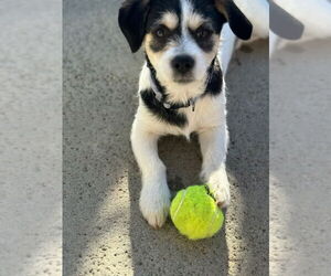 Parson Russell Terrier-Unknown Mix Dogs for adoption in Newport Beach, CA, USA