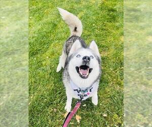 Siberian Husky Dogs for adoption in Santa Barbara, CA, USA