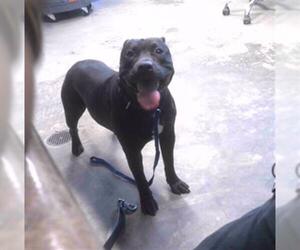 American Staffordshire Terrier-Unknown Mix Dogs for adoption in Tallahassee, FL, USA