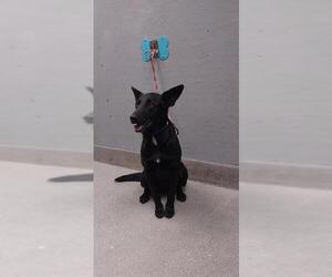 German Shepherd Dog-Unknown Mix Dogs for adoption in Las Vegas, NV, USA