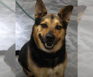 Mutt Dogs for adoption in Thief River Falls, MN, USA
