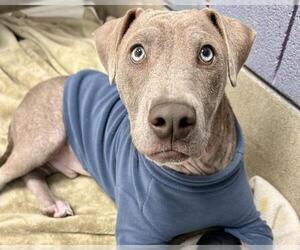 American Staffordshire Terrier-Unknown Mix Dogs for adoption in Raleigh, NC, USA