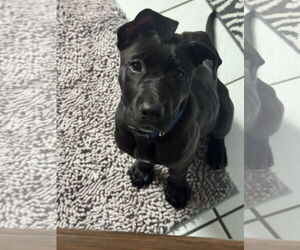 Labrador Retriever-Unknown Mix Dogs for adoption in Fort Worth, TX, USA