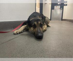 German Shepherd Dog-Unknown Mix Dogs for adoption in HESPERIA, CA, USA