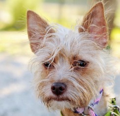 Silky Terrier-Unknown Mix Dogs for adoption in Newhall, CA, USA